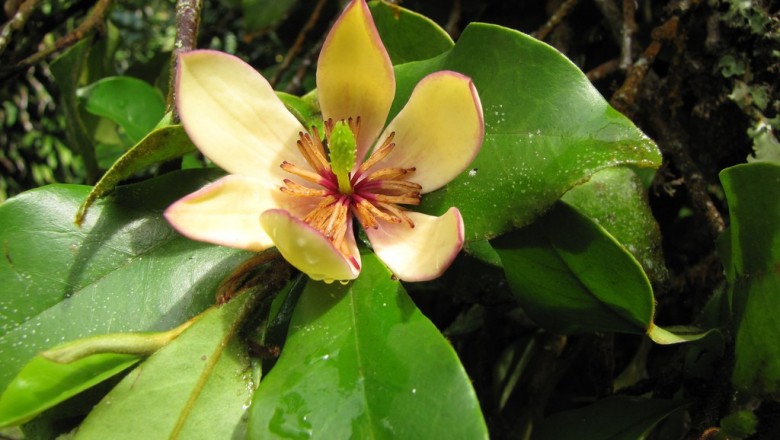 Cây dược liệu cây Tử tiêu, Lan tiêu - Michelia figo (Lour) Spreng