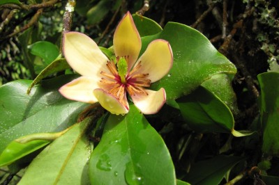 Cây dược liệu cây Tử tiêu, Lan tiêu - Michelia figo (Lour) Spreng