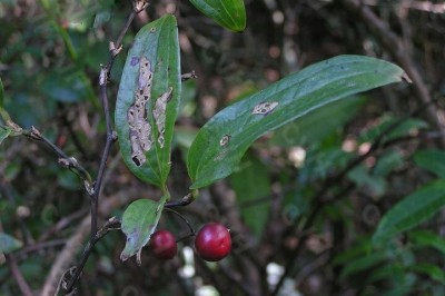 Cây dược liệu cây Ty giải gai, Kim cang hiên ngang - Smilax ferox Wall, ex Kunth