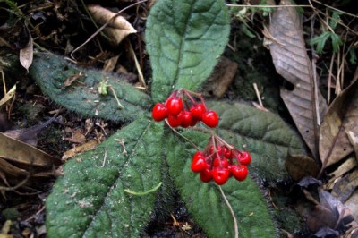 Cây dược liệu cây Tử kim ngưu toà sen, Cơm nguội và Anh thảo - Ardisia primulifolia Gardn et Champ