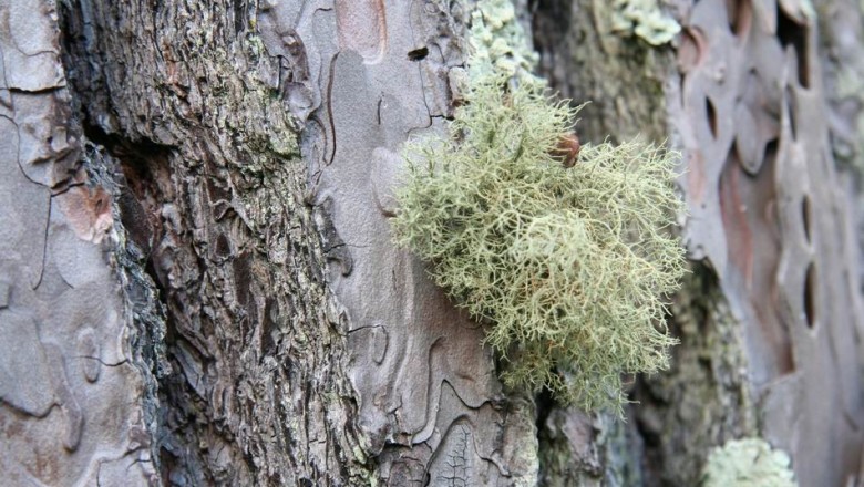 Cây dược liệu cây Tùng la, Râu cây - Usnea diffracta Vain