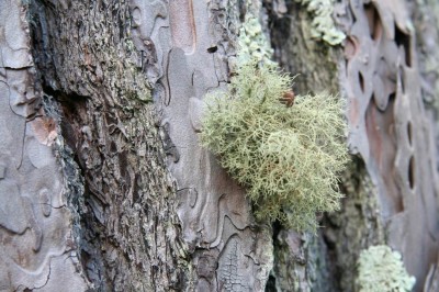 Cây dược liệu cây Tùng la, Râu cây - Usnea diffracta Vain