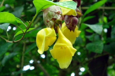 Cây dược liệu cây Tu hú Philippin, Găng tu hú - Gmelina philippinensis Cham
