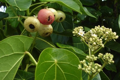 Cây dược liệu cây Tung, Liên diệp đồng - Hernandia nymphaefolia (Presl.) Kubitski (H. ovigera L. H pellata Meisu)