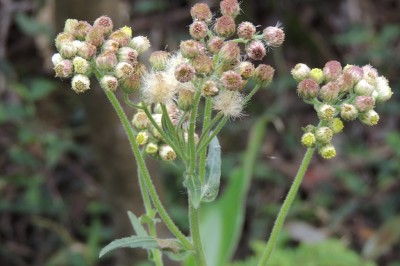 Cây dược liệu cây Tửu hương thảo, Bạch tửu thảo. Tiểu cúc thảo. Giả bồng- Conyza japonica (Thunb) Less ex DC