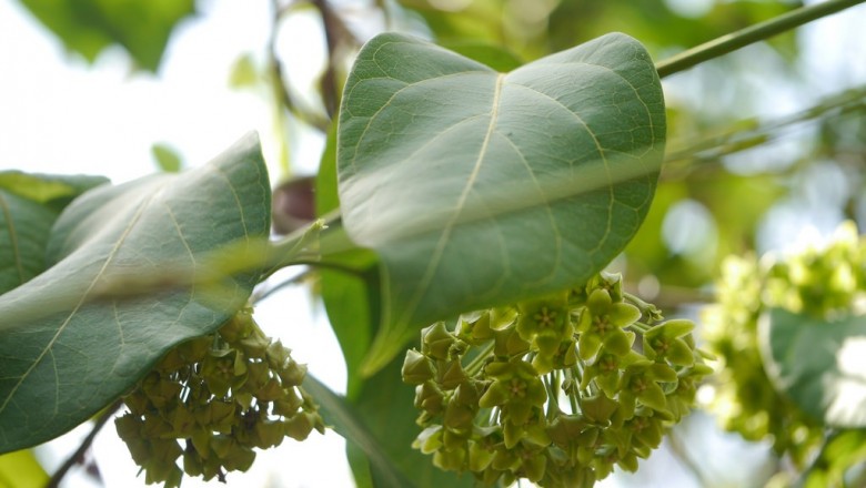 Cây dược liệu cây Bù ốc leo - Dregea volubilis (L.f.) Benth. ex Hook.f. (Wattakaka vocubilis L.f.).