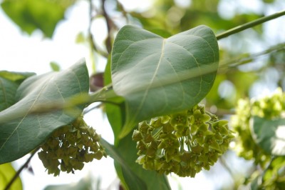 Cây dược liệu cây Bù ốc leo - Dregea volubilis (L.f.) Benth. ex Hook.f. (Wattakaka vocubilis L.f.).