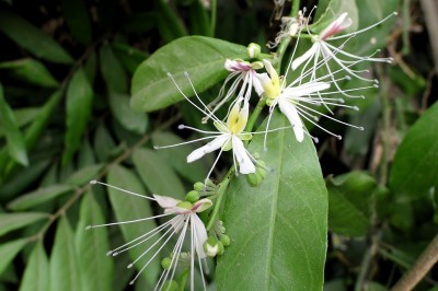 Cây dược liệu cây Bùng chè, Mắm, Cáp gai nhỏ - Capparis micrantha DC