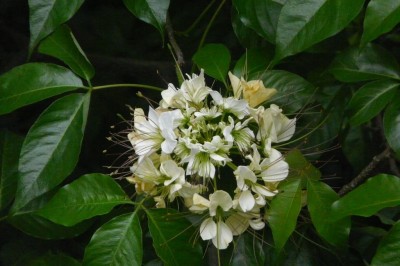 Cây dược liệu cây Bún một buồng - Crateva unilocularis Buch - Ham