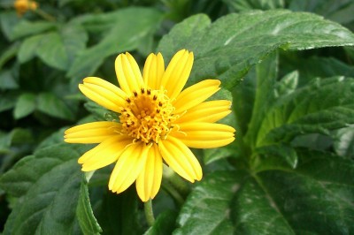 Cây dược liệu cây Cúc mui, Sài lan, Sài lông, Thu thảo - Tridax procumbens L