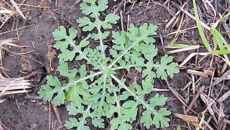 Cây dược liệu cây Cúc liên chi dại - Parthenium hysterophorus L