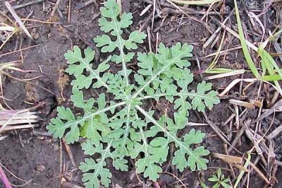 Cây dược liệu cây Cúc liên chi dại - Parthenium hysterophorus L