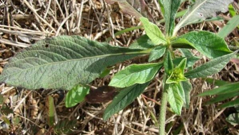 Cây dược liệu cây Cúc chỉ thiên mềm, Cúc chỉ thiên hoa trắng - Elephantopus mollis H.B.K. (E. bodinieri Gagnep.)