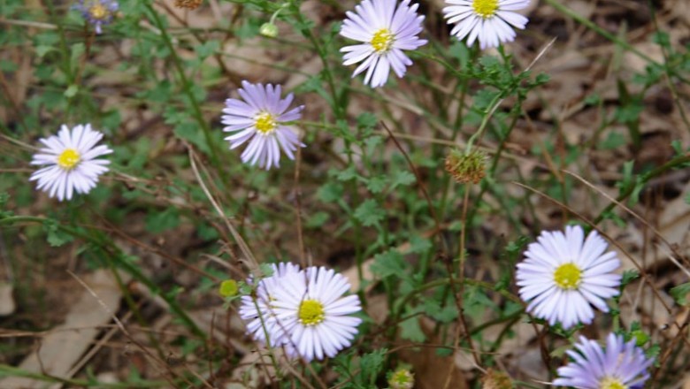 Cây dược liệu cây Cúc dại, Chân cua - Calotis anamitica (O. Ktze) Merr