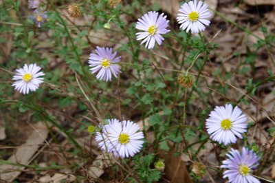 Cây dược liệu cây Cúc dại, Chân cua - Calotis anamitica (O. Ktze) Merr