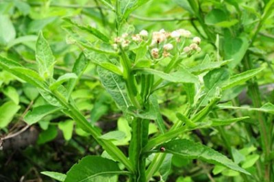 Cây dược liệu cây Cúc lục lăng, Linh đan hôi - Laggera alata (DC.) Sch.-Bip. ex Oliv