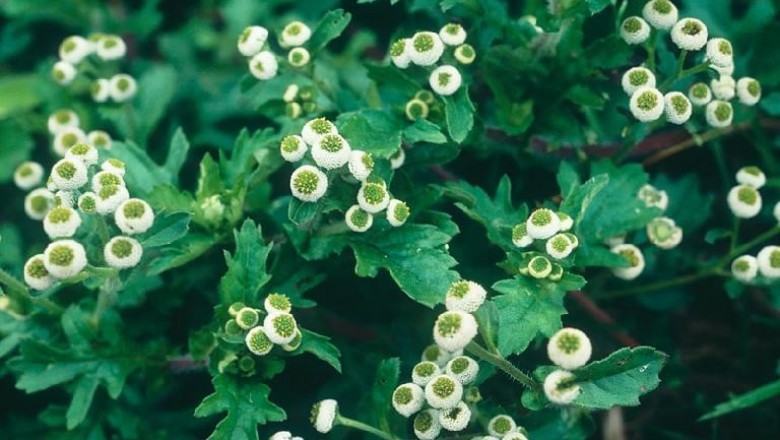 Cây dược liệu cây Cúc mắt cá nhỏ, Lưỡng sắc Bentham - Dichrocephala benthamii C.B. Clarke