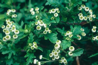 Cây dược liệu cây Cúc mắt cá nhỏ, Lưỡng sắc Bentham - Dichrocephala benthamii C.B. Clarke