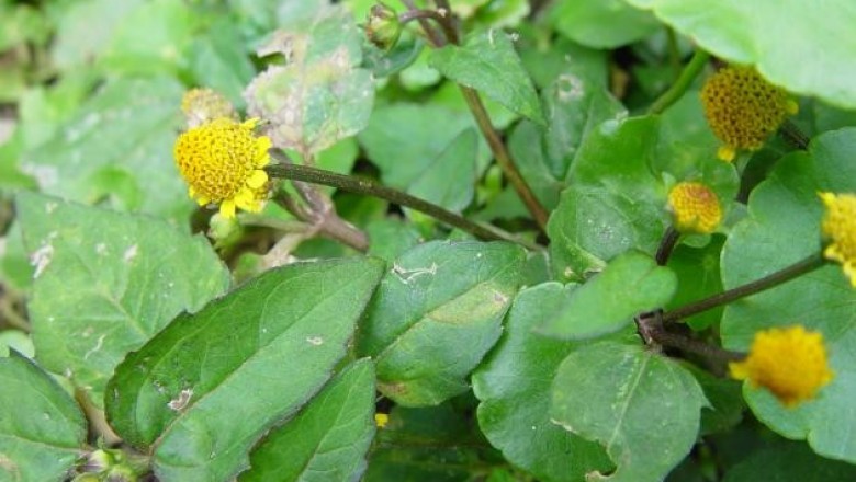 Cây dược liệu cây Cúc áo hoa chuỳ - Spilanthes paniculata Wall. ex. DC