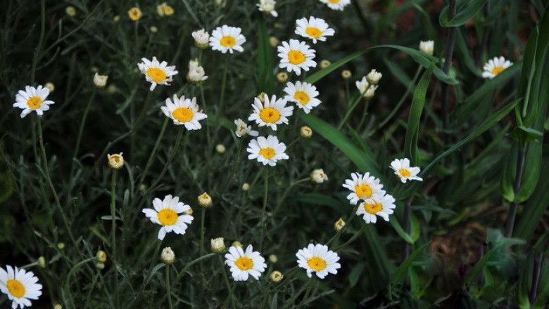 Cây dược liệu cây Cúc trừ trùng - Chnysanthemum cinerariaefolium Vis. (Pyrethrum cinerariifolium Trevis.)