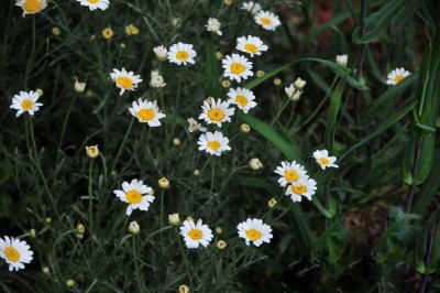 Cây dược liệu cây Cúc trừ trùng - Chnysanthemum cinerariaefolium Vis. (Pyrethrum cinerariifolium Trevis.)