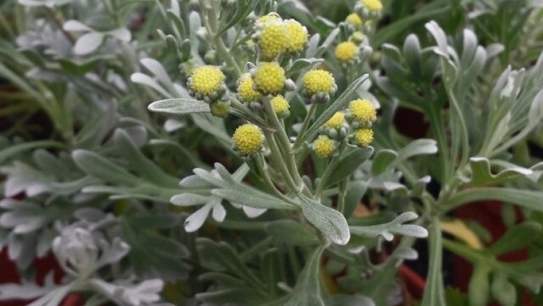 Cây dược liệu cây Cúc mốc, Nguyệt bạch - Crossostephium chinense (L.) Mak ex Cham. et Schltr