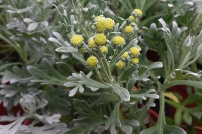 Cây dược liệu cây Cúc mốc, Nguyệt bạch - Crossostephium chinense (L.) Mak ex Cham. et Schltr