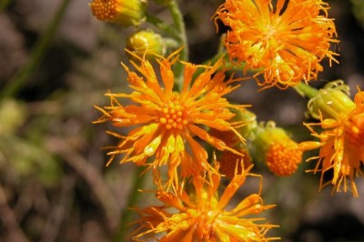 Cây dược liệu cây Cúc tam thất, Thổ tam thất, Bạch truật nam - Gynura segetum (Lour.) Merr. (G. Japonica (Thunb.) Juel.)