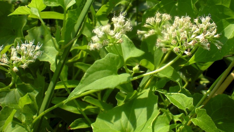 Cây dược liệu cây Cúc leo, Dây kẹ - Mikania cordata (Burm.f.) B.L. Robinson