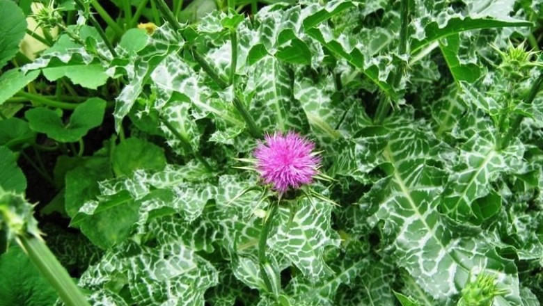 Cây dược liệu cây Cúc gai - Silybum marianum (L.) Gaerth