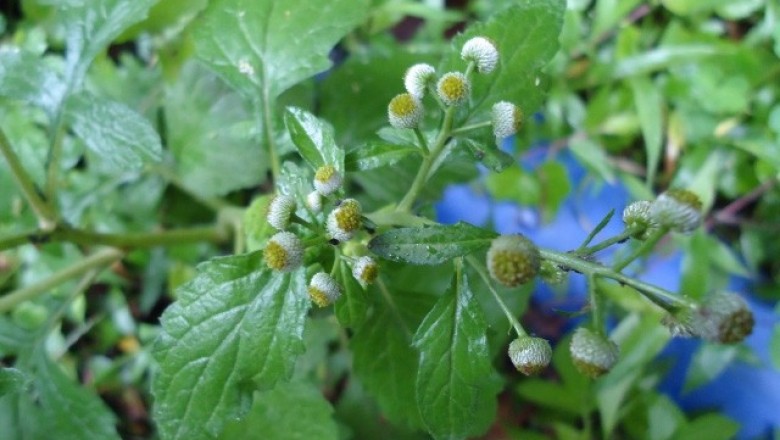 Cây dược liệu cây Cúc dùi trống, Rau chuôi, Lưỡng sắc lá nguyên - Dichrocephala bicolor (Roth), Schlecht. (D. latifolia Lam.) DC.)
