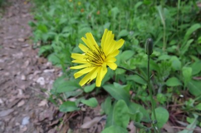 Cây dược liệu cây Cúc đắng, Kim anh yếu - Ixeris debilis A. Gray