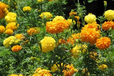 Cây dược liệu cây Cúc vạn thọ - Tagetes erecta L