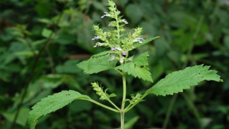 Cây dược liệu cây Cứt ngựa, Hoắc hương núi - Teucrium viscidum Blume