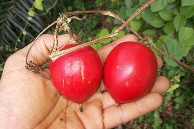 Cây dược liệu cây Cứt quạ lớn, Dây cứt quạ - Trichosanthes tricuspidata Lour., (T. quinquangulata A. Gray)