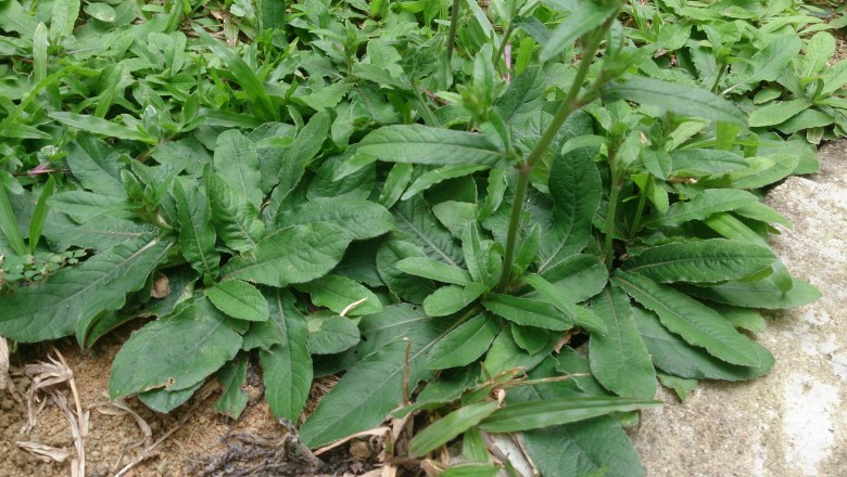 Cây dược liệu cây Cúc chỉ thiên, Cỏ lưỡi mèo, Chân voi nhám - Elephantopus scaber L