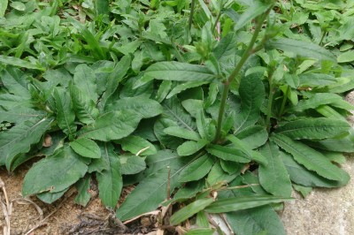 Cây dược liệu cây Cúc chỉ thiên, Cỏ lưỡi mèo, Chân voi nhám - Elephantopus scaber L