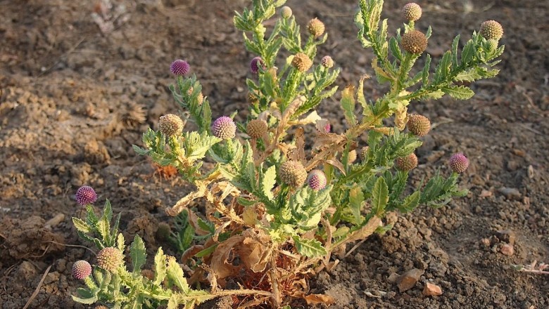 Cây dược liệu cây Cúc chân vịt Ấn, Cỏ chân vịt Ấn - Sphaeranthus indicus L