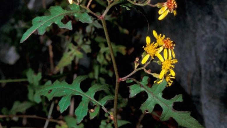 Cây dược liệu cây Cúc bạc leo - Senecio scandens Buch. -Ham., ex D. Don