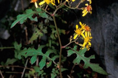 Cây dược liệu cây Cúc bạc leo - Senecio scandens Buch. -Ham., ex D. Don