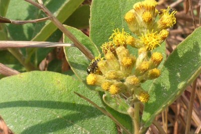 Cây dược liệu cây Cúc hoa xoắn - Inula cappa (Buch - Ham. ex D. Don) DC