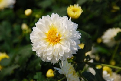Cây dược liệu cây Cúc hoa trắng - Bạch cúc - Chrysanthemum morifolium Ramat. (C. sinense Sabine)