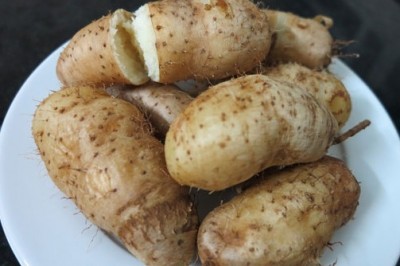 Cây dược liệu cây Củ từ, Khoai từ, Khoai bướu - Discorea esculenta (Lour.) Burk