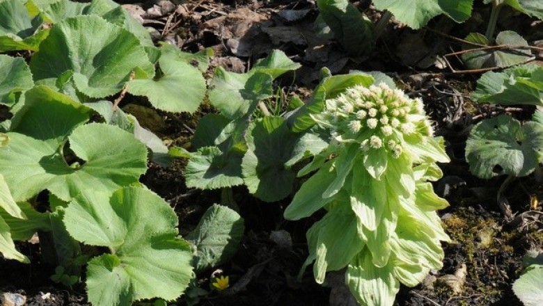 Cây dược liệu cây Cúc móng ngựa, Kim tâm - Petasites japonicus (Sieb. et Zuce. F. Schmidt