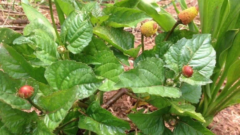 Cây dược liệu cây Cúc áo rau - Spilanthes oleracea L. (S. acmella (L.) Murr. var. oleracea C.B. Clarke)