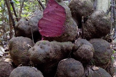 Cây dược liệu cây Củ nâu - Dioscorea cirrhosa Lour