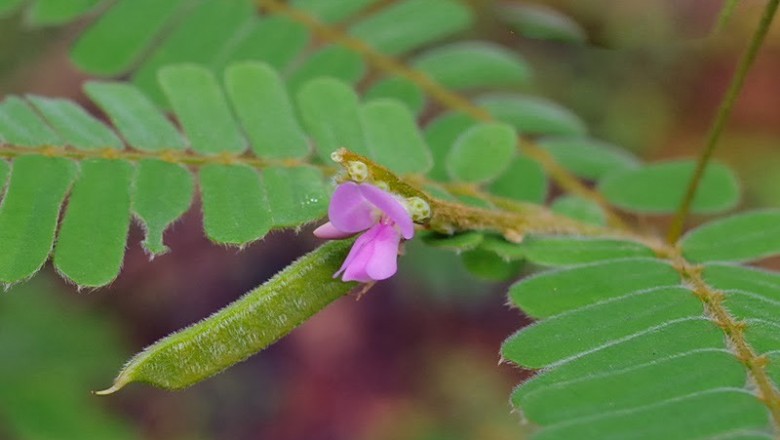 Cây dược liệu cây Cườm thảo mềm, Mao tương tư tử - Abrus mollis Hance (A. pulchellus Wall. ex Thw. subsp. mollis (Hance) Verdcourt)