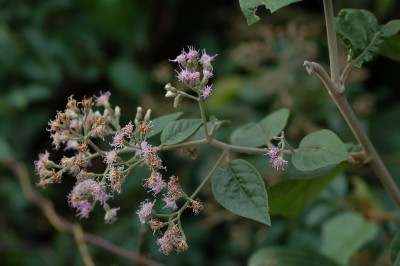Cây dược liệu cây Cúc lá cà, Cúc hồng leo - Vernonia solanifolia Benth