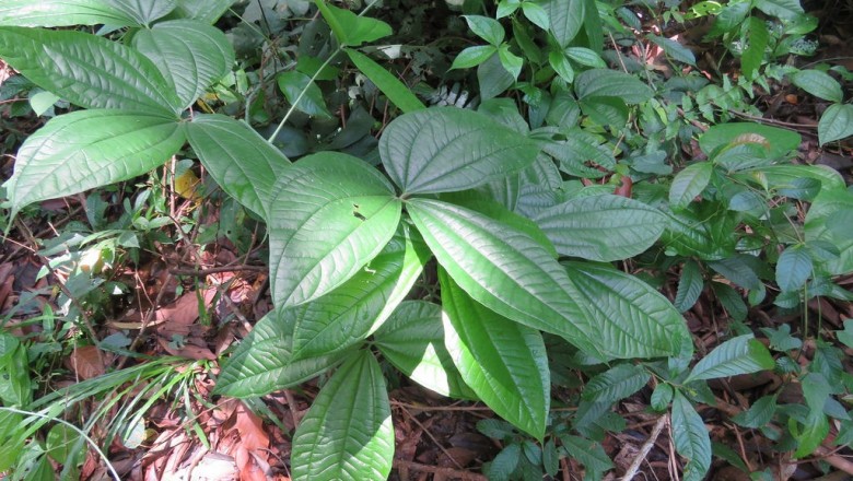 Cây dược liệu cây Củ nần, Củ nê, Dây nần, Củ nâu trắng - Dioscorea hispida Dennst. (D. triphylla var. reticulata Prain et Burk.)