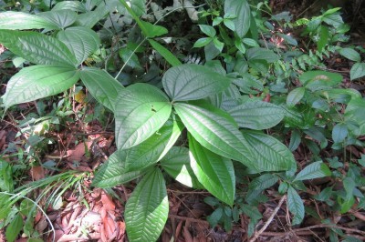 Cây dược liệu cây Củ nần, Củ nê, Dây nần, Củ nâu trắng - Dioscorea hispida Dennst. (D. triphylla var. reticulata Prain et Burk.)